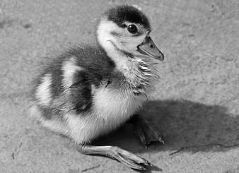 Black and white close-up of a young Egyptian goose chick