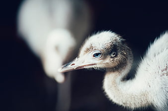 Close-up of a baby ostrich chick with blue eyes