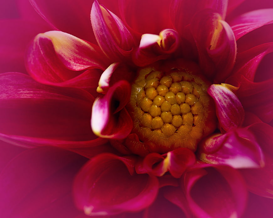 Vibrant Pink Dahlia Macro Close-Up with Yellow Center