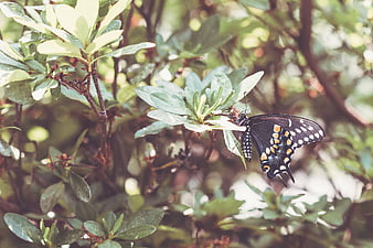 Black Swallowtail Butterfly on Green Leaves in Garden