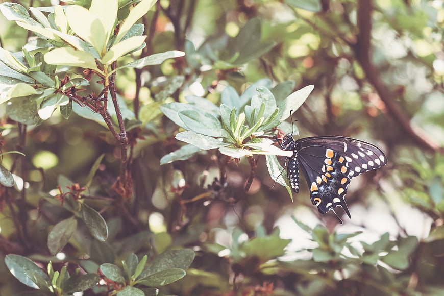 Black Swallowtail Butterfly on Green Leaves in Garden