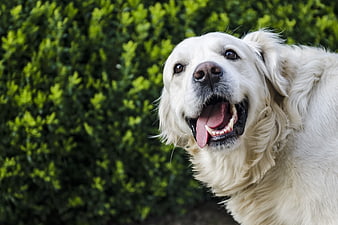 Happy Golden Retriever Dog Portrait Outdoors