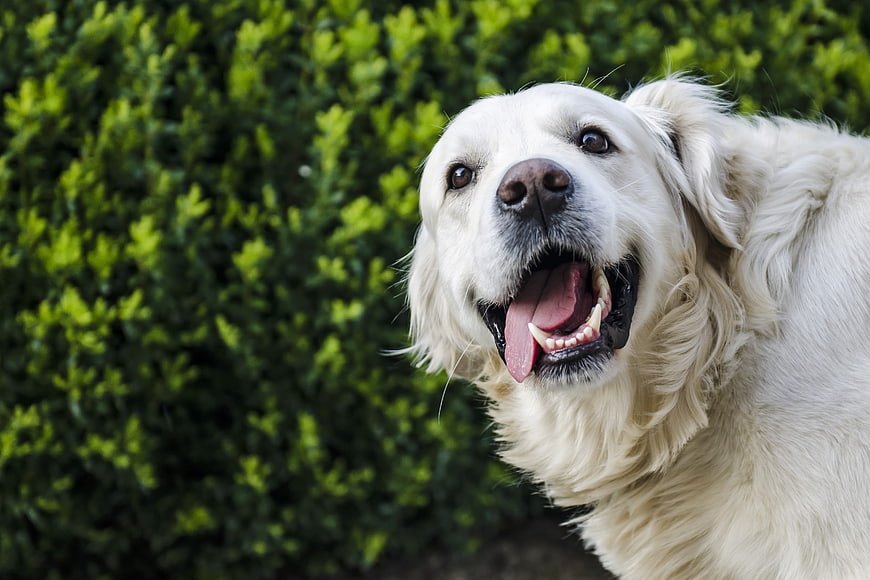 Happy Golden Retriever Dog Portrait Outdoors