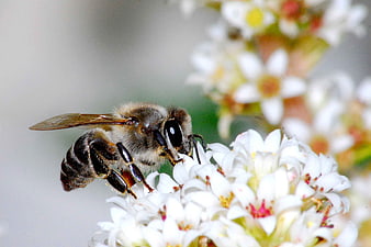 Close-up of Honey Bee Pollinating White Flowers
