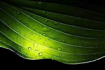 Close-up of Green Leaf with Water Droplets on Black Background