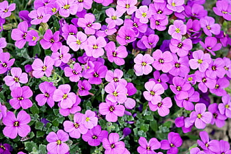 Vibrant purple alyssum flowers blooming in a garden