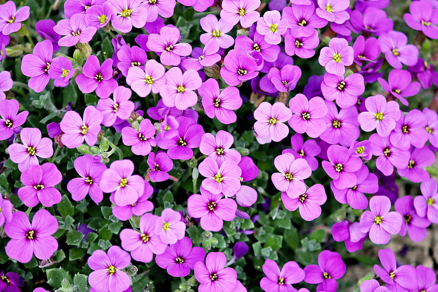 Vibrant purple alyssum flowers blooming in a garden