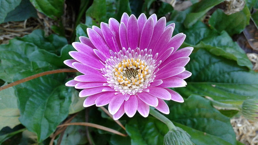 Close-up of vibrant purple gerbera daisy flower