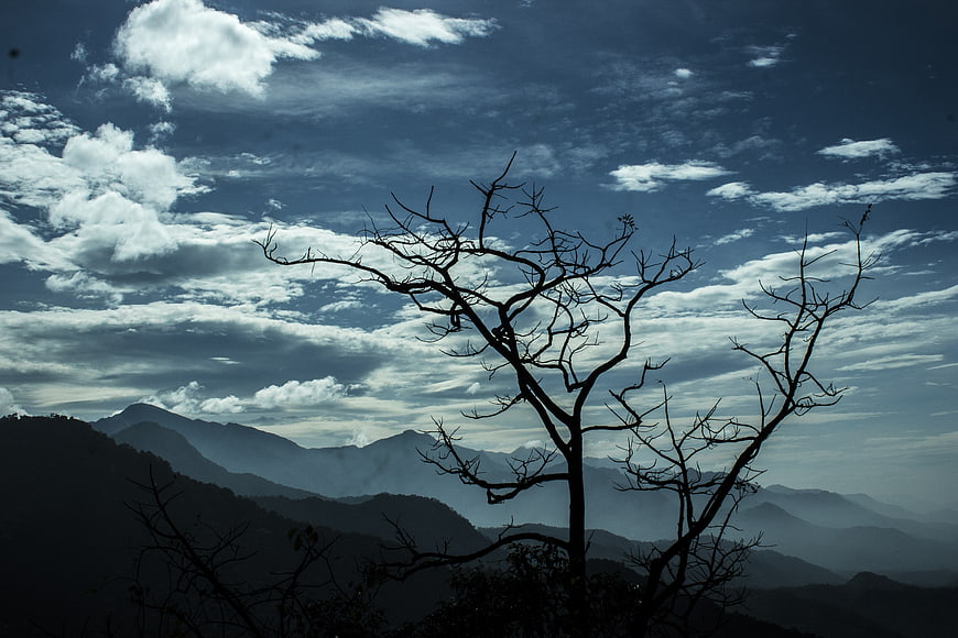 Silhouette of bare tree against misty mountain landscape