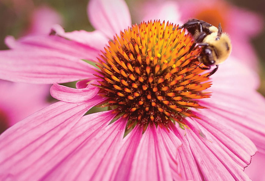 Close-up of a bumblebee on a pink coneflower