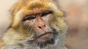 Close-up portrait of a Barbary macaque with golden fur