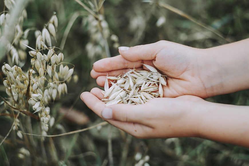 Hands holding harvested oat seeds in a natural field setting