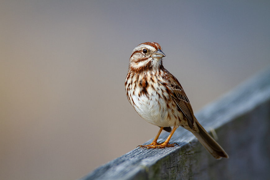 Close-up of a Song Sparrow Perched on a Wooden Fence