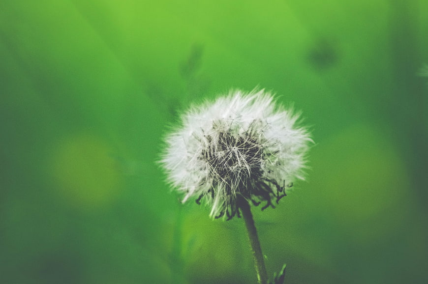 Close-up of a white dandelion seed head against a blurred green background