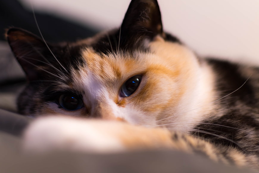 Close-up of a Calico Cat with Blue Eyes