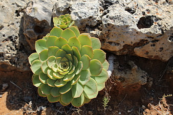 Green Succulent Rosette Growing Among Rocky Terrain