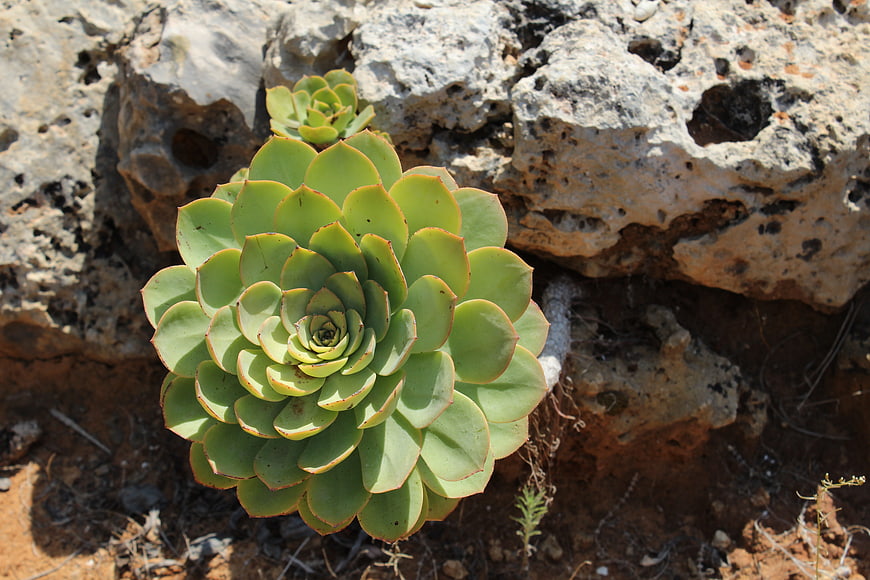 Green Succulent Rosette Growing Among Rocky Terrain