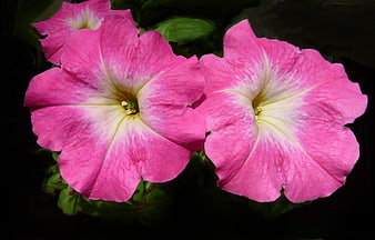 Vibrant Pink Petunia Flowers Close-Up on Dark Background