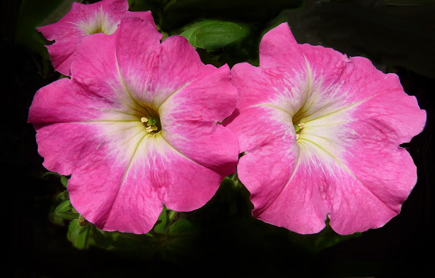 Vibrant Pink Petunia Flowers Close-Up on Dark Background