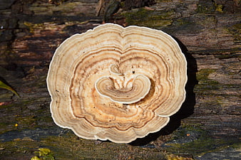 Close-up of Turkey Tail Mushroom on Weathered Wood