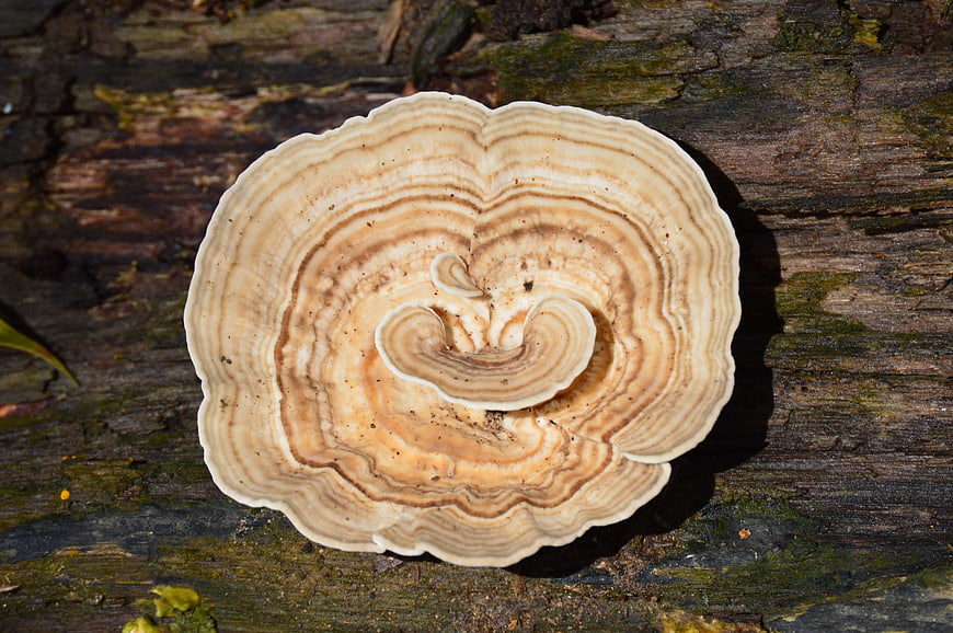 Close-up of Turkey Tail Mushroom on Weathered Wood