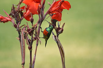 Malachite Sunbird on Red Canna Lily Flower
