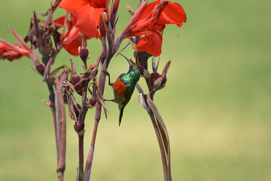 Malachite Sunbird on Red Canna Lily Flower