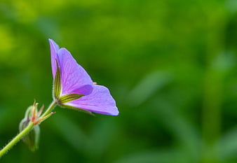 Purple Wildflower Bud Against Blurred Green Background