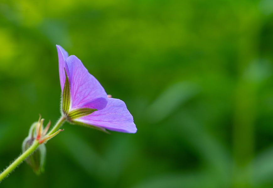 Purple Wildflower Bud Against Blurred Green Background