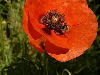 Close-up of a Bee Pollinating a Red Poppy Flower