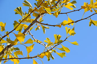 Yellow Ginkgo Leaves on Branch Against Blue Sky