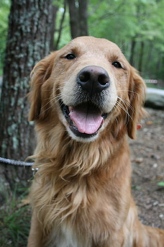 Happy Golden Retriever Dog Portrait In Forest