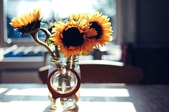 Sunflowers in a glass jar on a wooden table