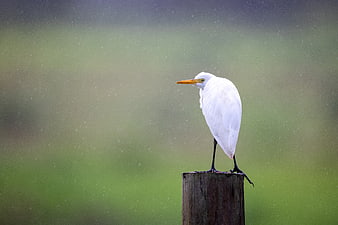 White Egret Perched on Wooden Post in Rain