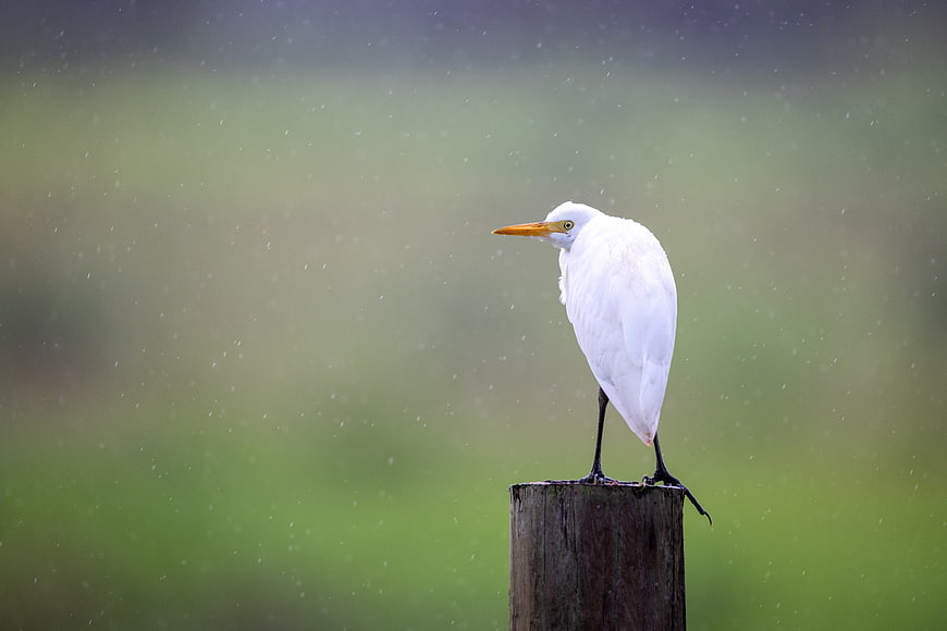 White Egret Perched on Wooden Post in Rain