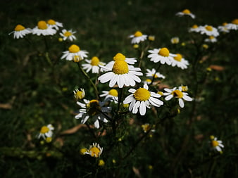 White and yellow chamomile flowers in a garden