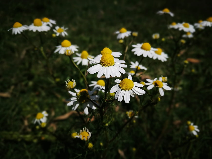 White and yellow chamomile flowers in a garden