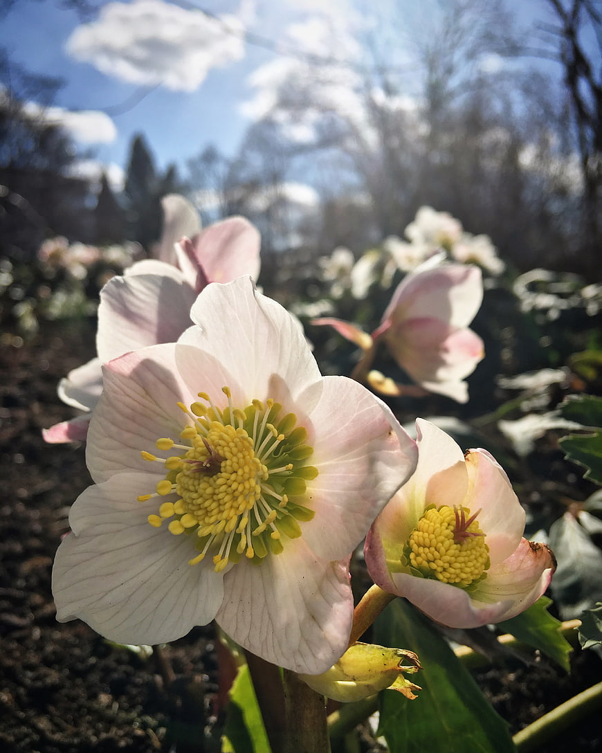 Close-up of white and pink Hellebore flowers in spring sunlight