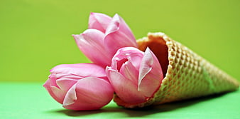 Pink Tulips in Waffle Cone on Green Background