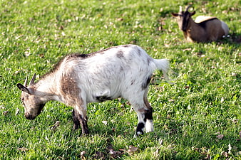 Goat grazing in green meadow with another goat resting