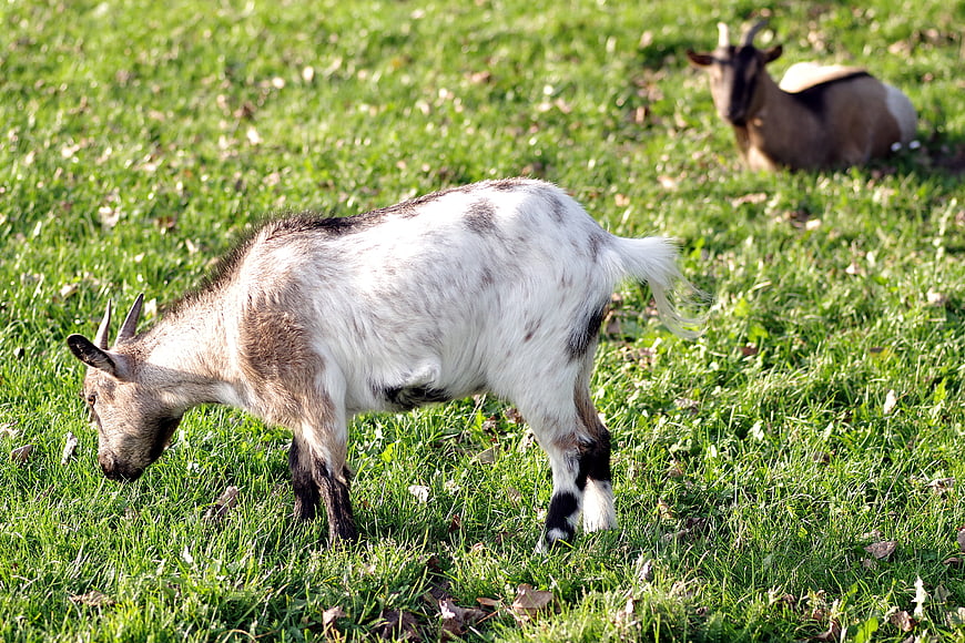 Goat grazing in green meadow with another goat resting