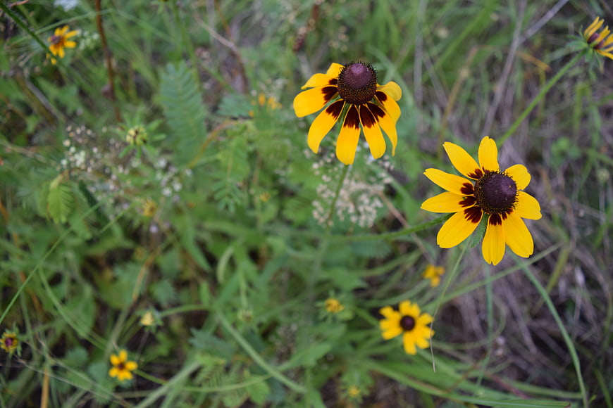 Yellow Black-eyed Susan wildflowers in a meadow