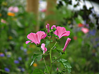 Pink Hibiscus Flowers Blooming in a Lush Green Garden