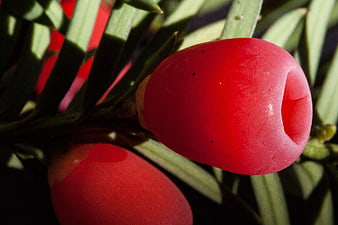 Close-up of bright red yew berry with green needles