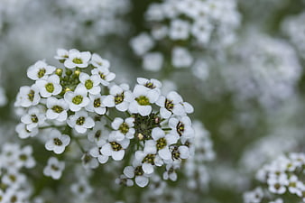Close-up of delicate white alyssum flowers with green centers