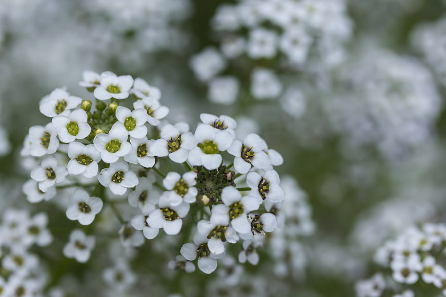 Close-up of delicate white alyssum flowers with green centers