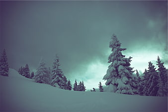 Snowy Pine Trees in Winter Forest Landscape