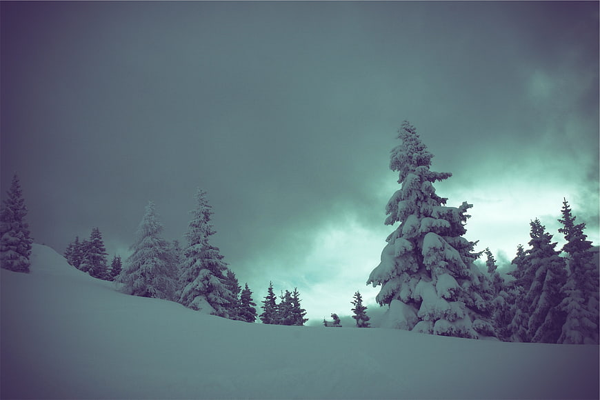 Snowy Pine Trees in Winter Forest Landscape