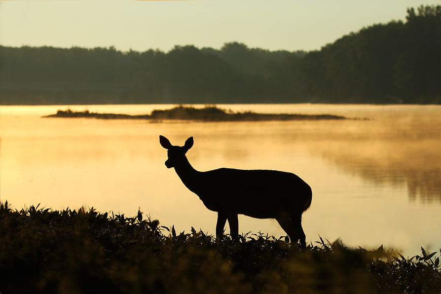 Silhouette of a deer standing by a misty river at sunset