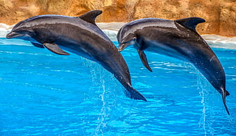 Two dolphins leaping synchronously out of a bright blue pool